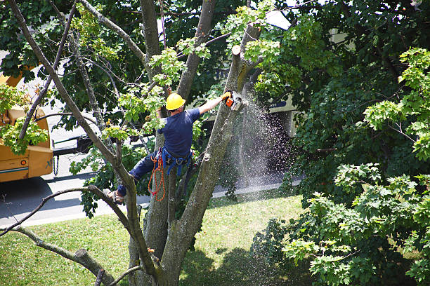 Lawn Irrigation Installation and Maintenance in Earlimart, CA